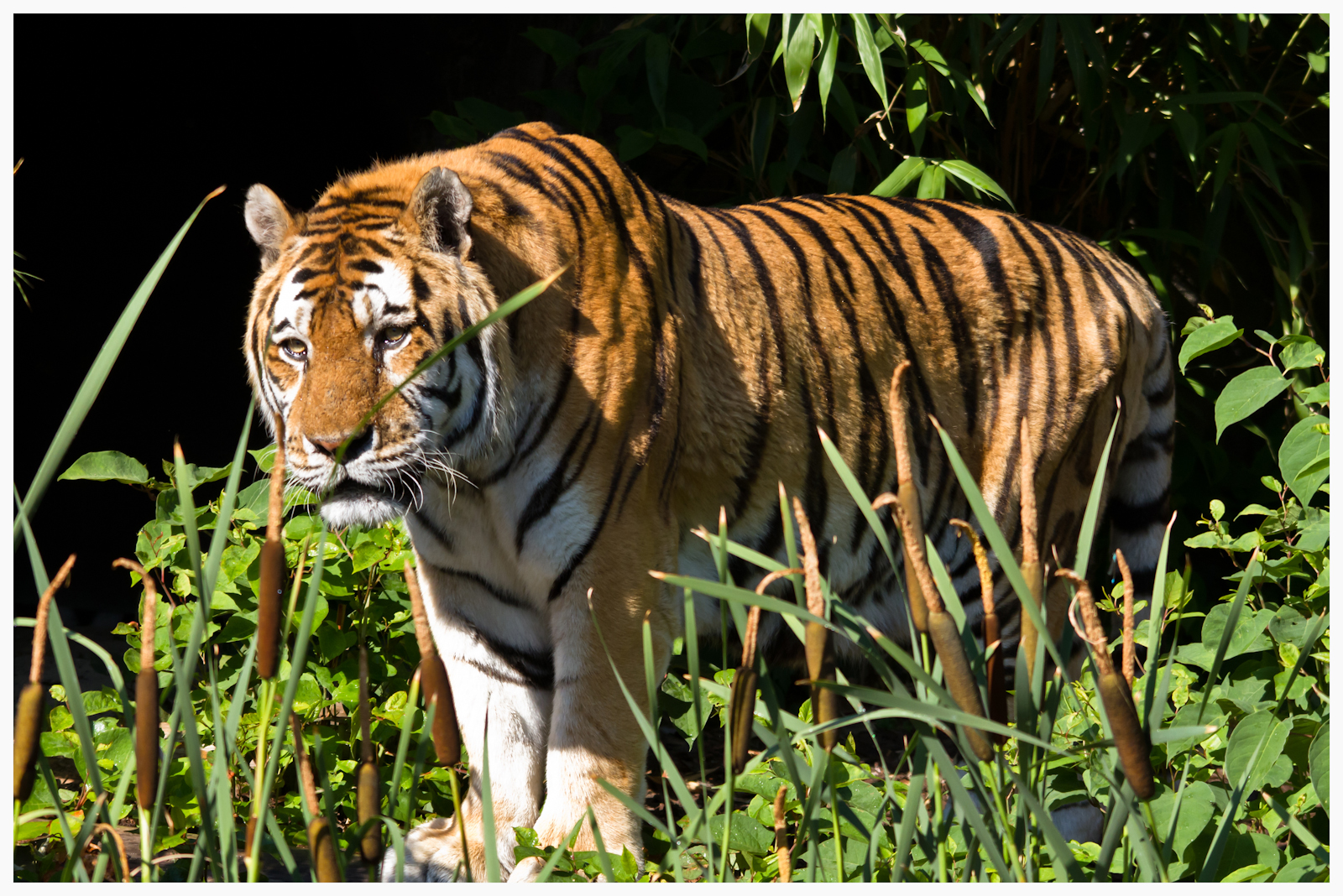 Sibirischer Tiger (Hagenbeck Hamburg)