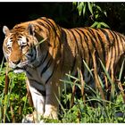 Sibirischer Tiger (Hagenbeck Hamburg)