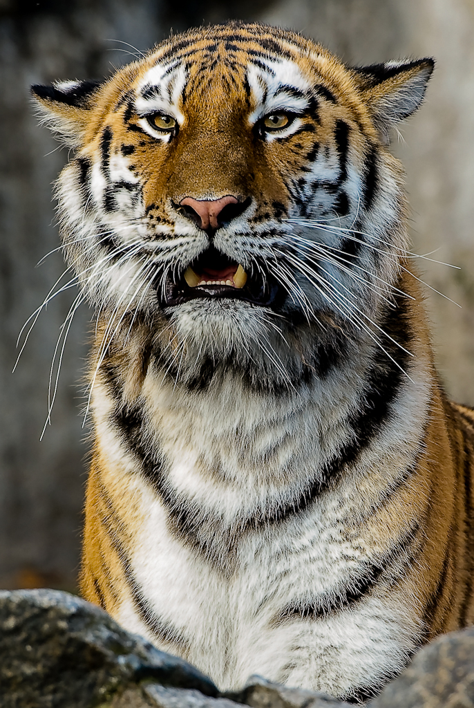 Sibirischer Tiger .... hat da wer gerufen?