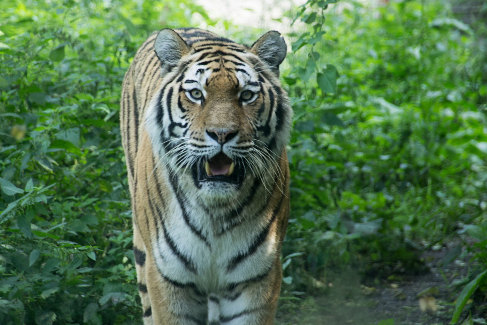 Sibirischer Tiger II