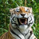 Sibirischer Tiger im Allwetterzoo Münster 1