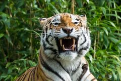 Sibirischer Tiger im Allwetterzoo Münster 1