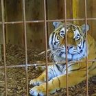 Sibirischer Tiger im Allwetterzoo Münster