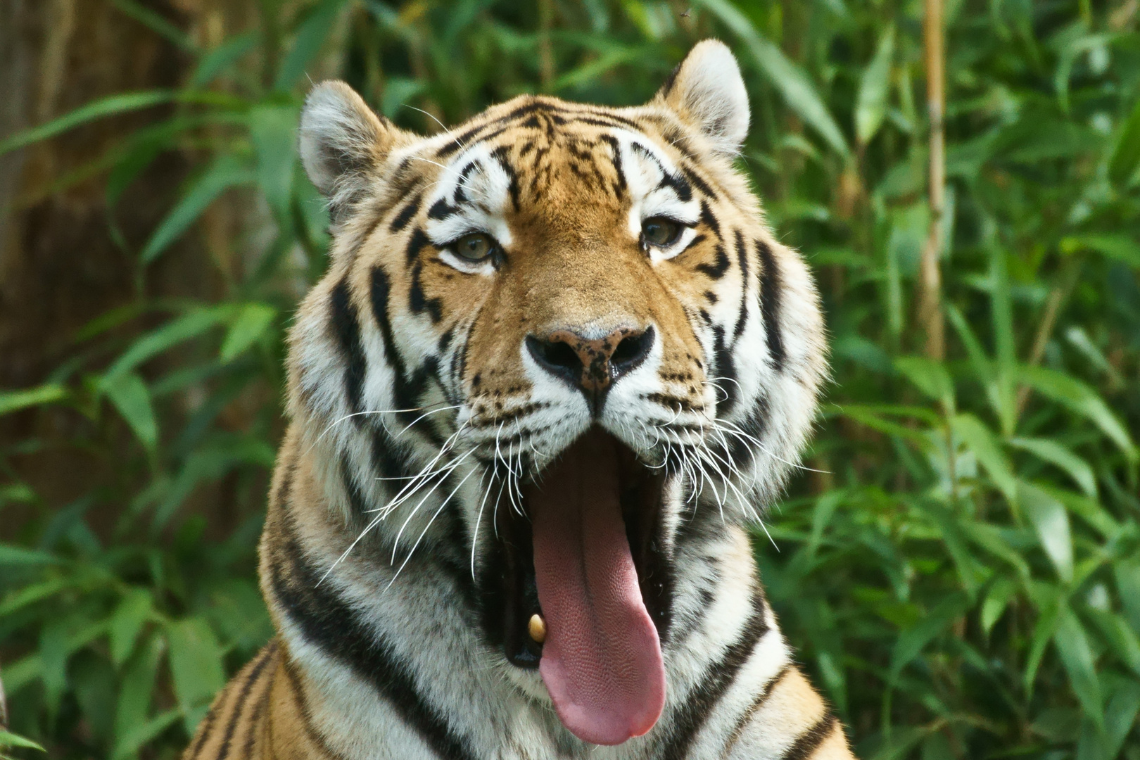 Sibirischer Tiger im Allwetterzoo Münster 2