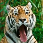 Sibirischer Tiger im Allwetterzoo Münster 2