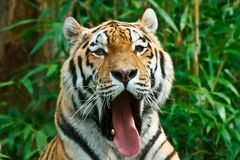 Sibirischer Tiger im Allwetterzoo Münster 2