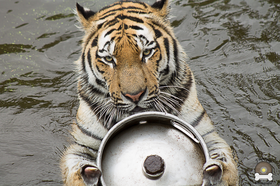 Sibirischer Tiger im Badespass