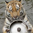 Sibirischer Tiger im Badespass