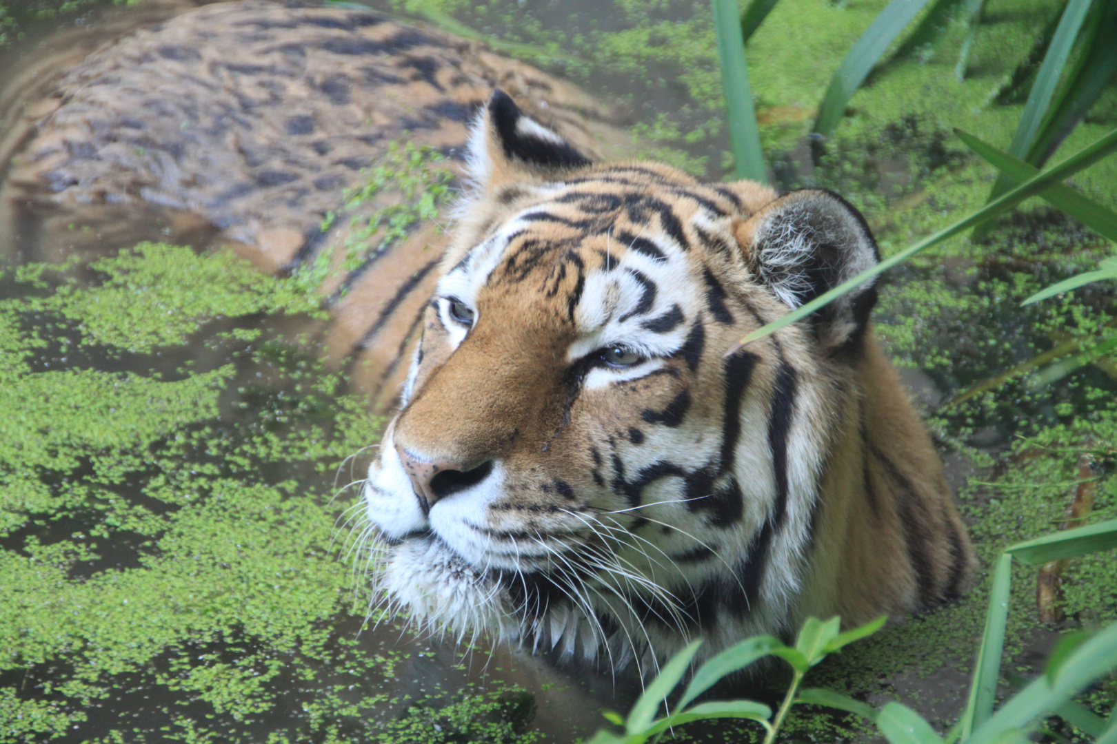 Sibirischer Tiger im Dschungelpalast