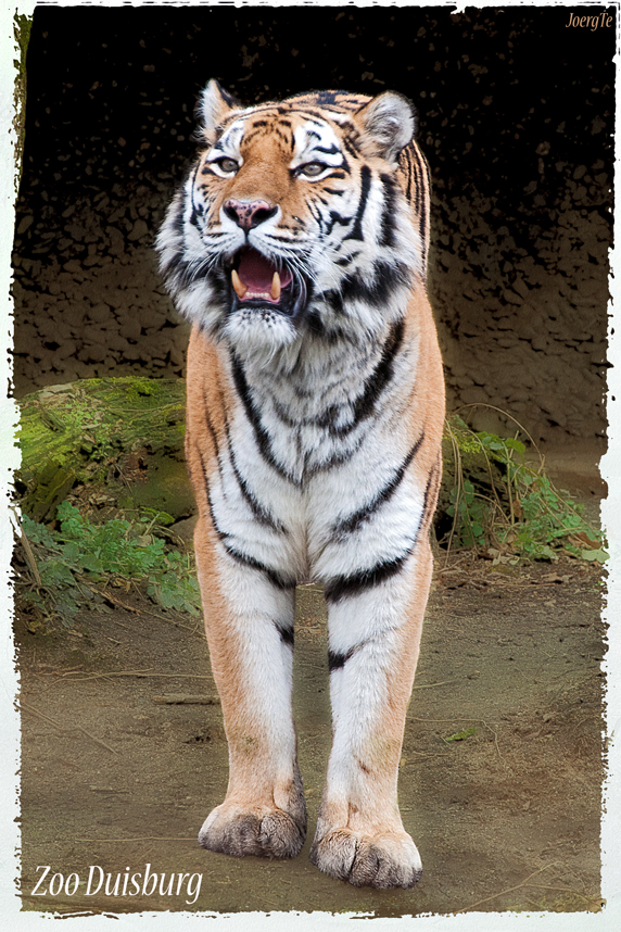 Sibirischer Tiger im Duisburger Zoo