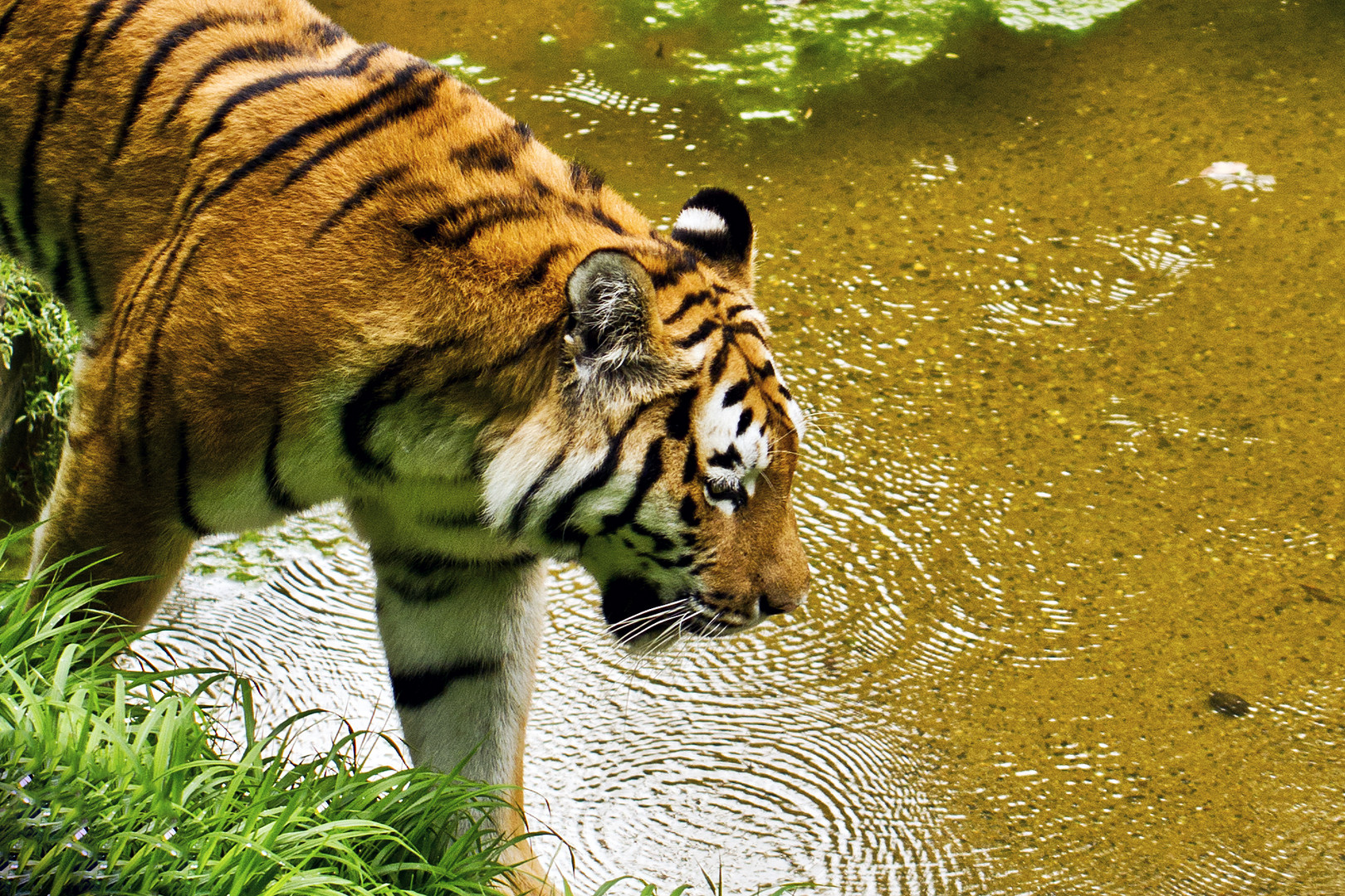 Sibirischer Tiger im Landauer Zoo 2011