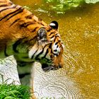 Sibirischer Tiger im Landauer Zoo 2011