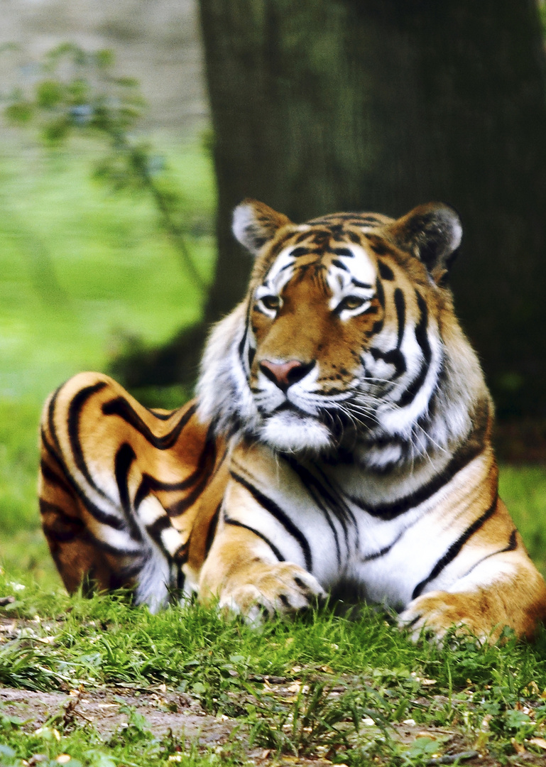 Sibirischer Tiger im Landauer Zoo 2011