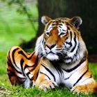 Sibirischer Tiger im Landauer Zoo 2011