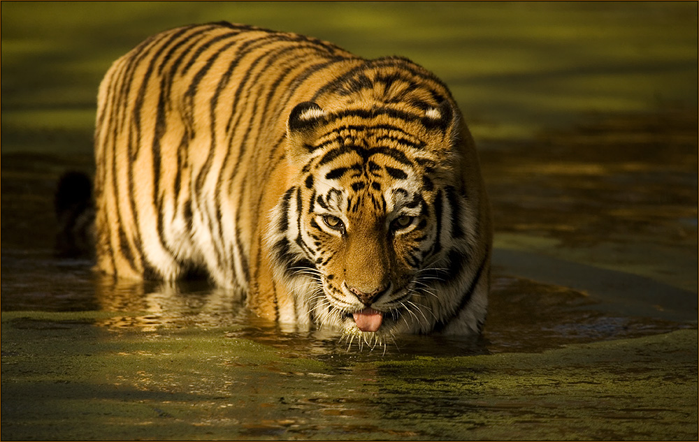Sibirischer Tiger im letzten Licht
