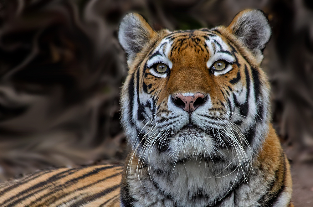 Sibirischer Tiger im Profilportät