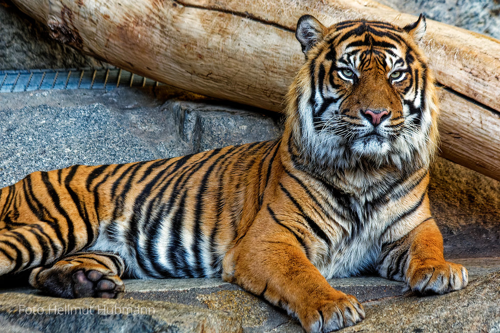 SIBIRISCHER TIGER IM TIERPARK BERLIN