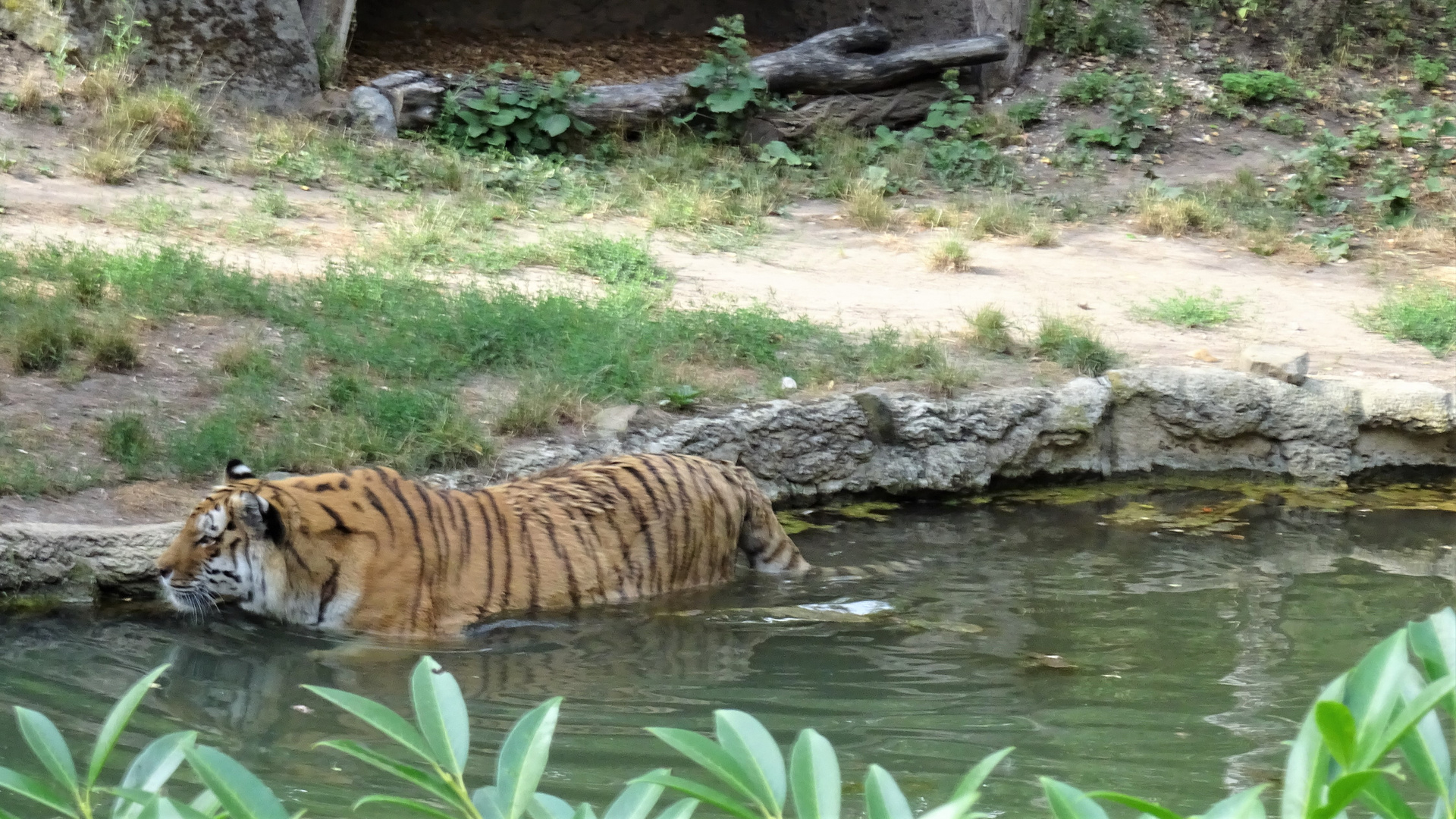 Sibirischer Tiger im Wasser