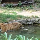 Sibirischer Tiger im Wasser