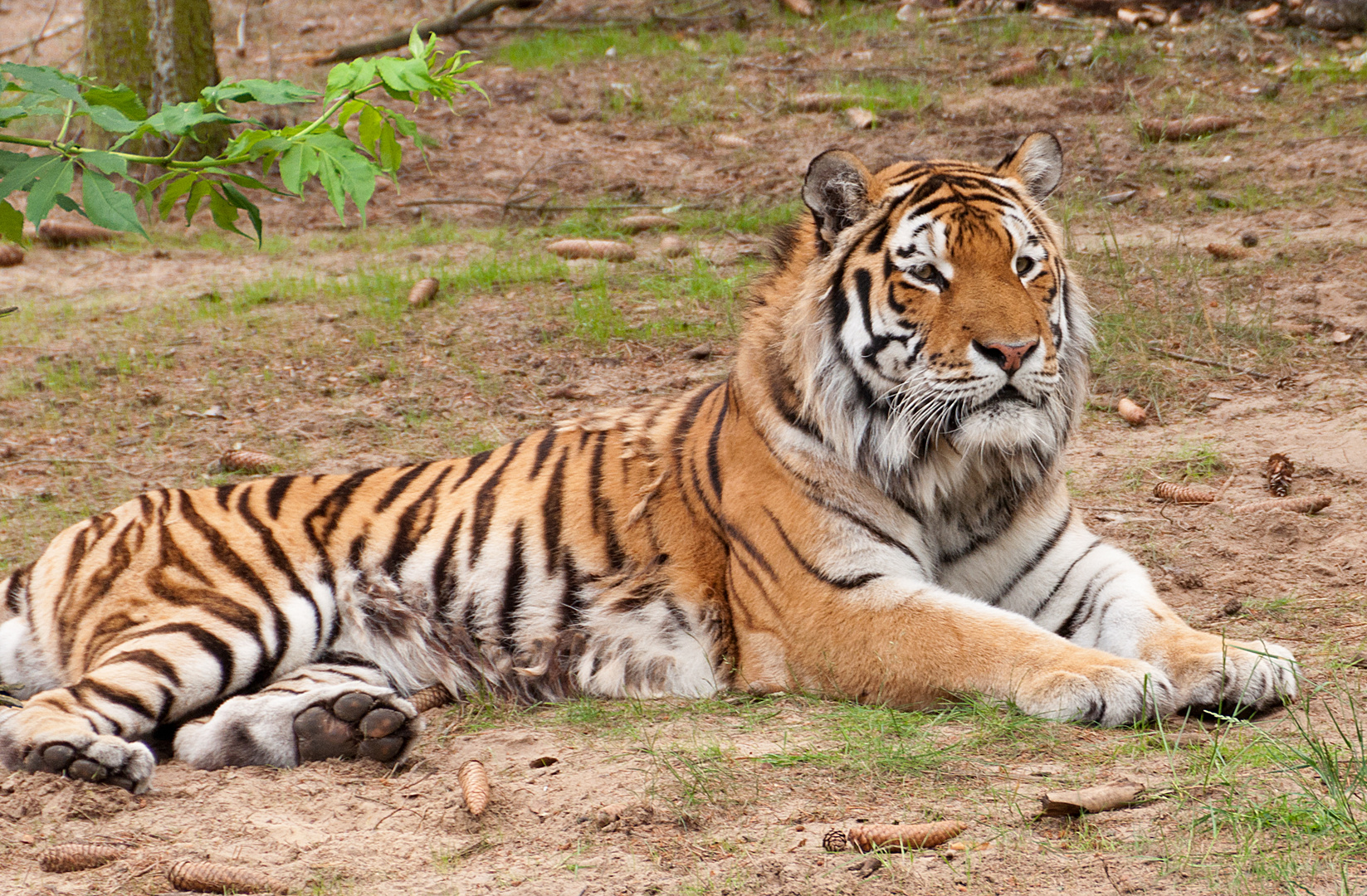 Sibirischer Tiger im Zoo Eberswalde