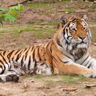 Sibirischer Tiger im Zoo Eberswalde