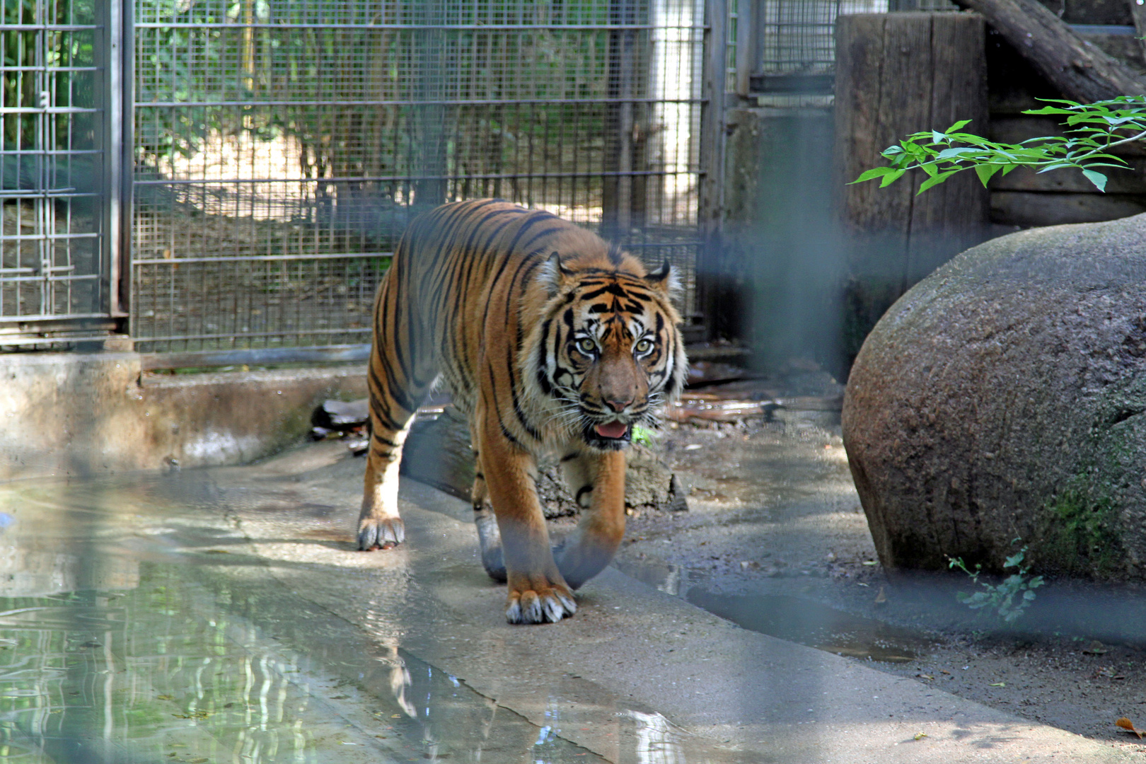 Sibirischer Tiger im Zoo Heidelberg