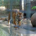 Sibirischer Tiger im Zoo Heidelberg