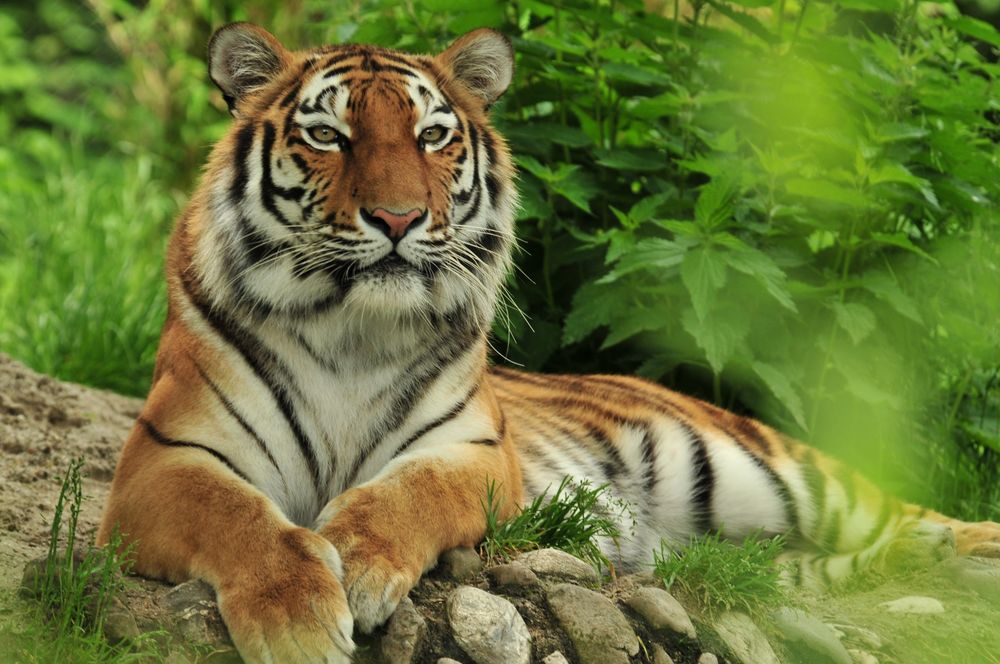 Sibirischer Tiger im Zoo Hellabrunn