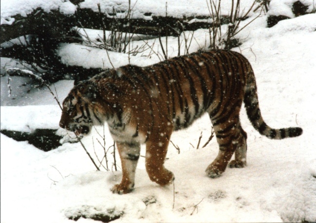 Sibirischer Tiger im Zoo Köln