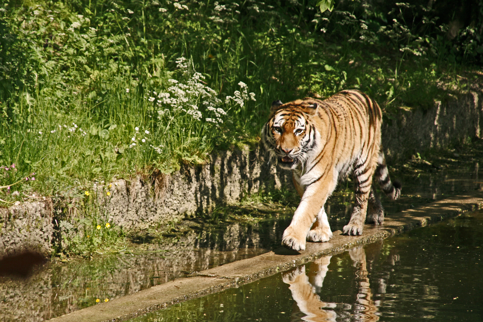 Sibirischer Tiger im Zoo von München