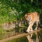 Sibirischer Tiger im Zoo von München