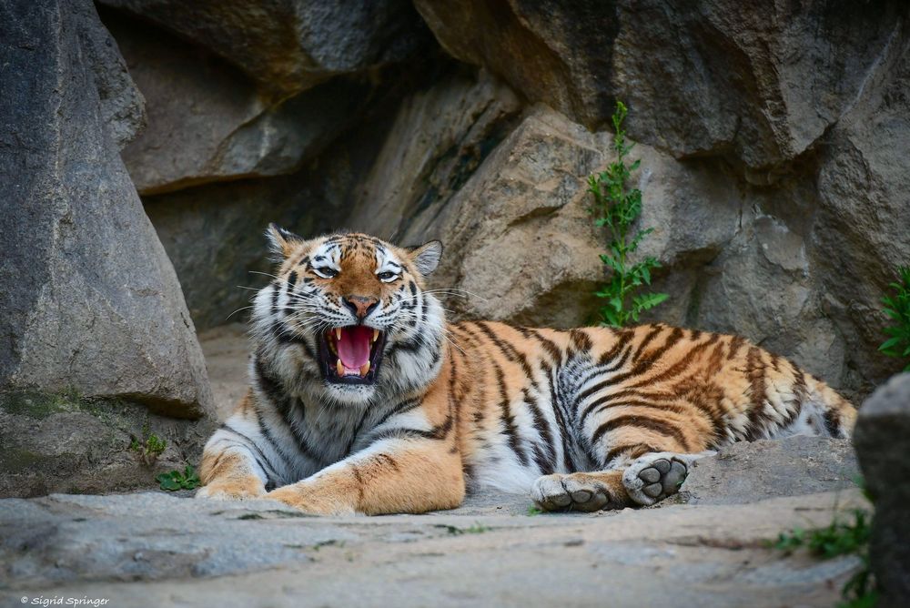 sibirischer Tiger in Berlin