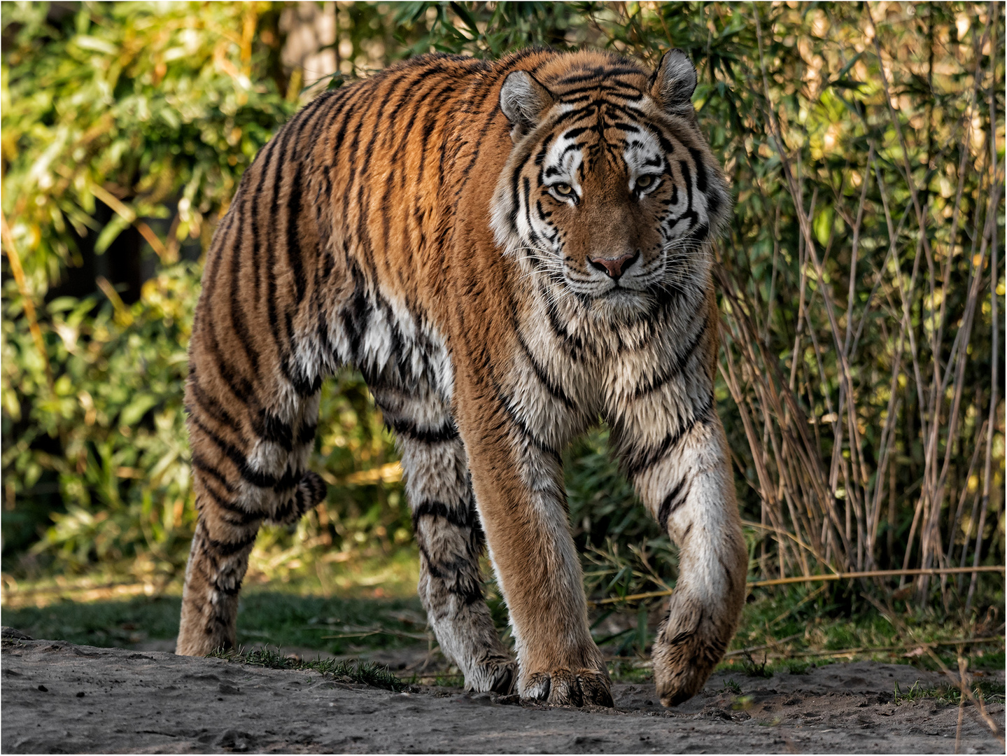 Sibirischer Tiger in Bewegung