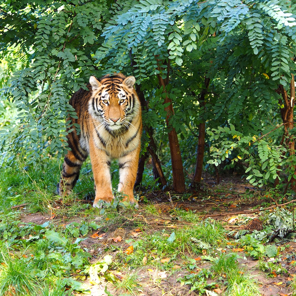 SIBIRISCHER TIGER IN DUISBURG