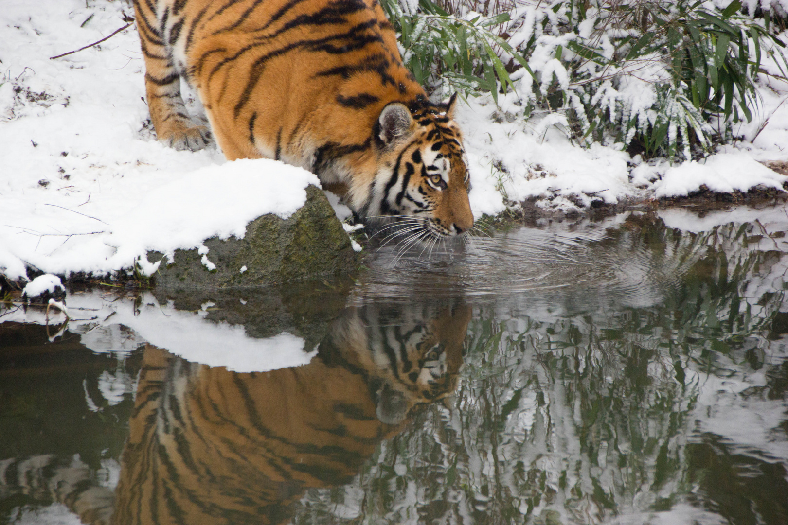 Sibirischer Tiger in seinem Element
