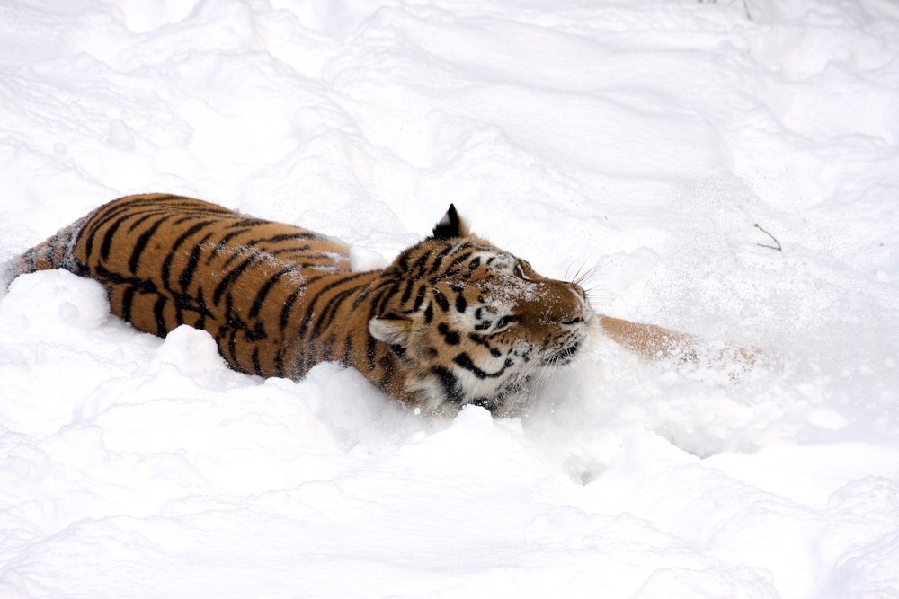 Sibirischer Tiger in seinem Element