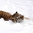 Sibirischer Tiger in seinem Element