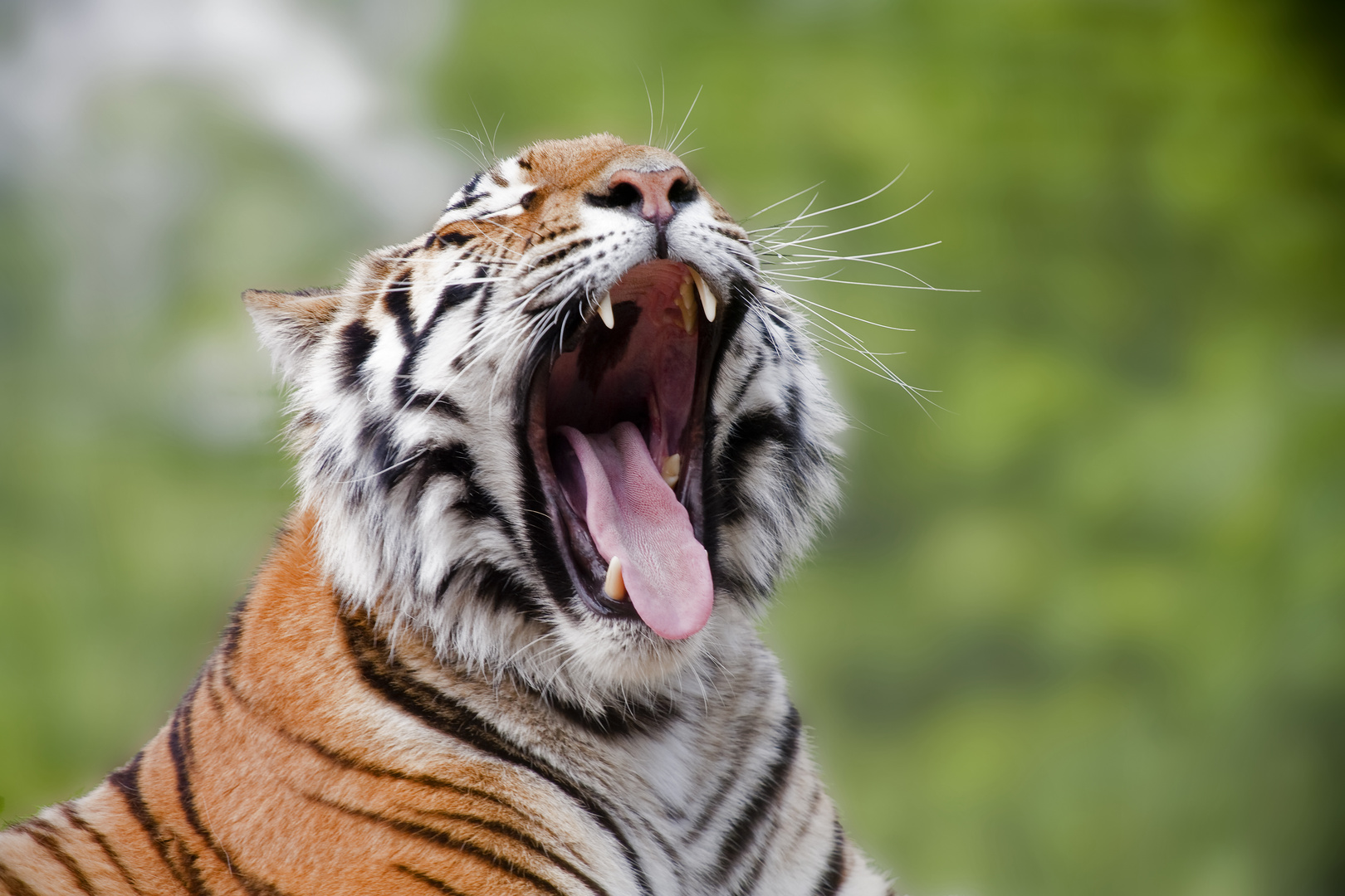 Sibirischer Tiger (Neofelis tigris altaica) / Siberian Tiger (Neofelis tigris altaica)