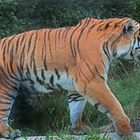 Sibirischer Tiger (Neuwieder Zoo)