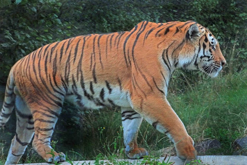 Sibirischer Tiger (Neuwieder Zoo)