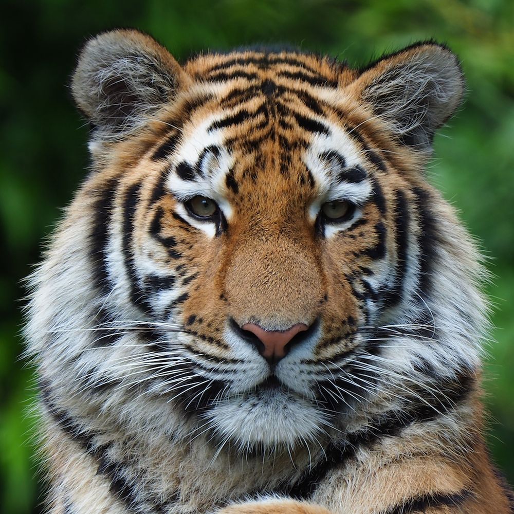 Tiger Bilder Tiger Bilder