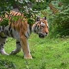 Sibirischer Tiger (Panthera tigris altaica)