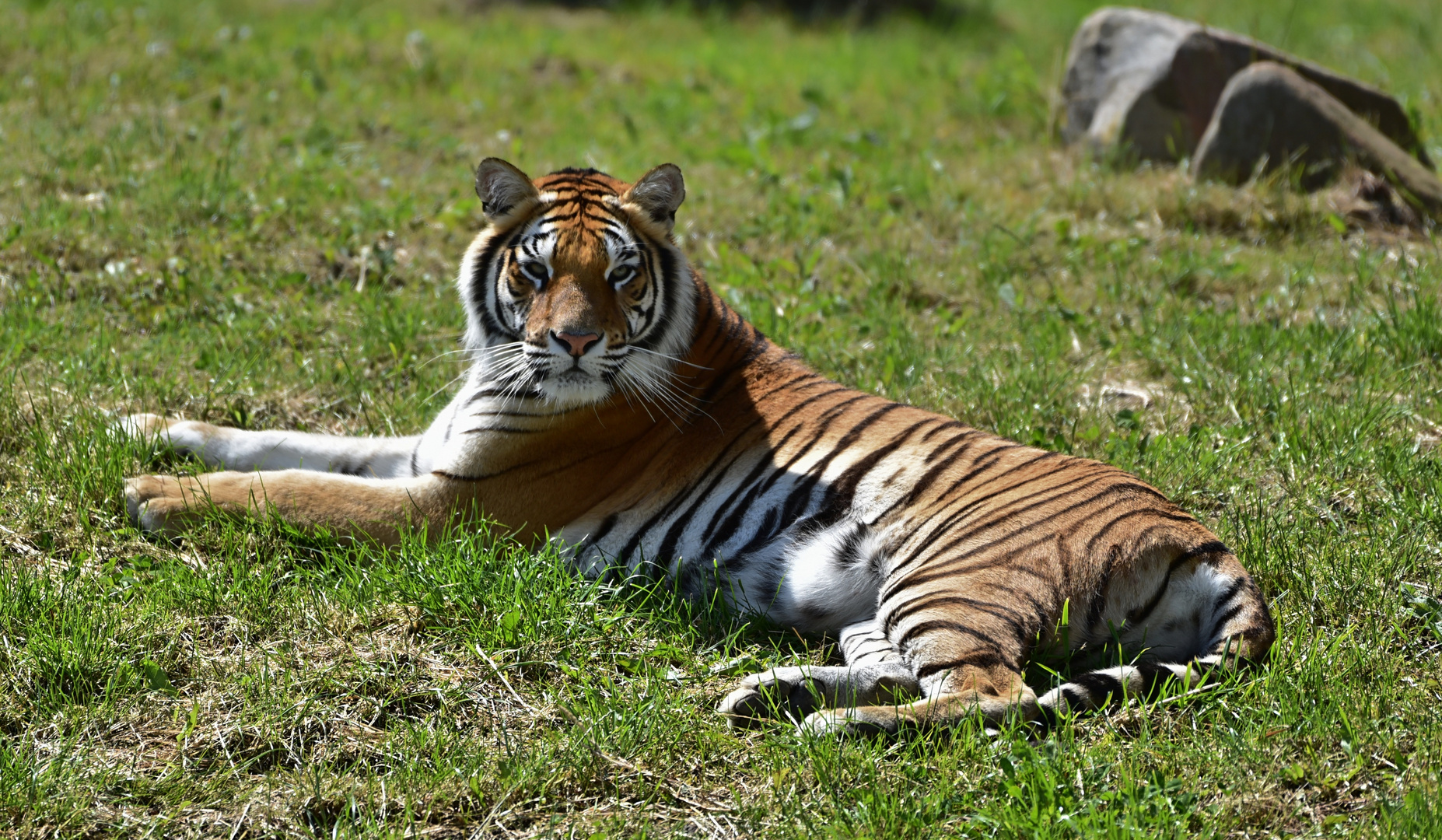 Sibirischer Tiger (Panthera tigris altaica)