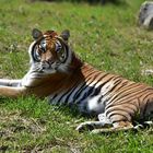 Sibirischer Tiger (Panthera tigris altaica)