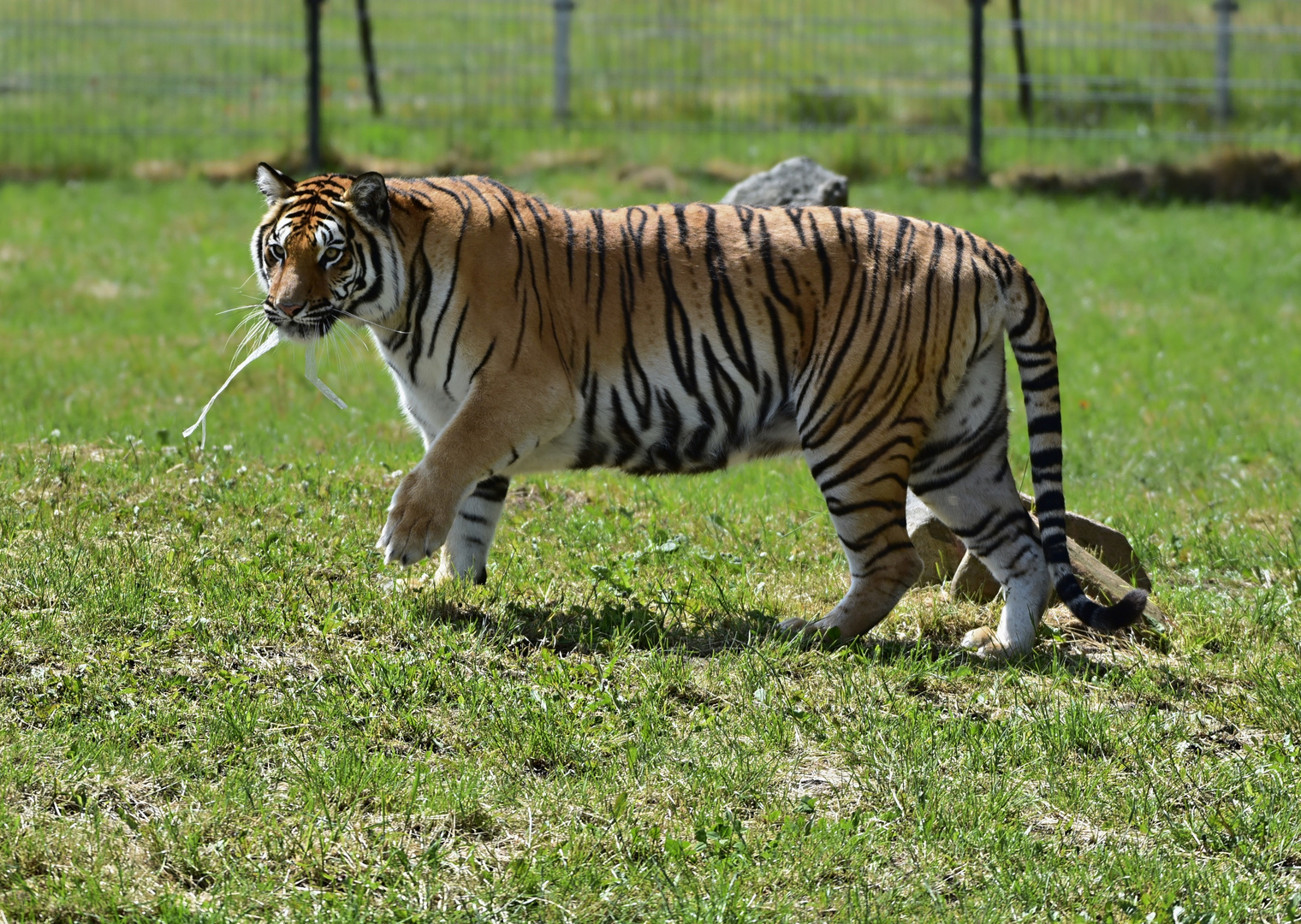 Sibirischer Tiger (Panthera tigris altaica)