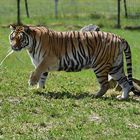 Sibirischer Tiger (Panthera tigris altaica)