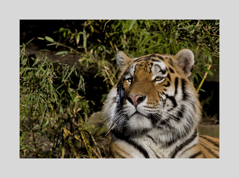 Sibirischer Tiger (Panthera tigris altaica)