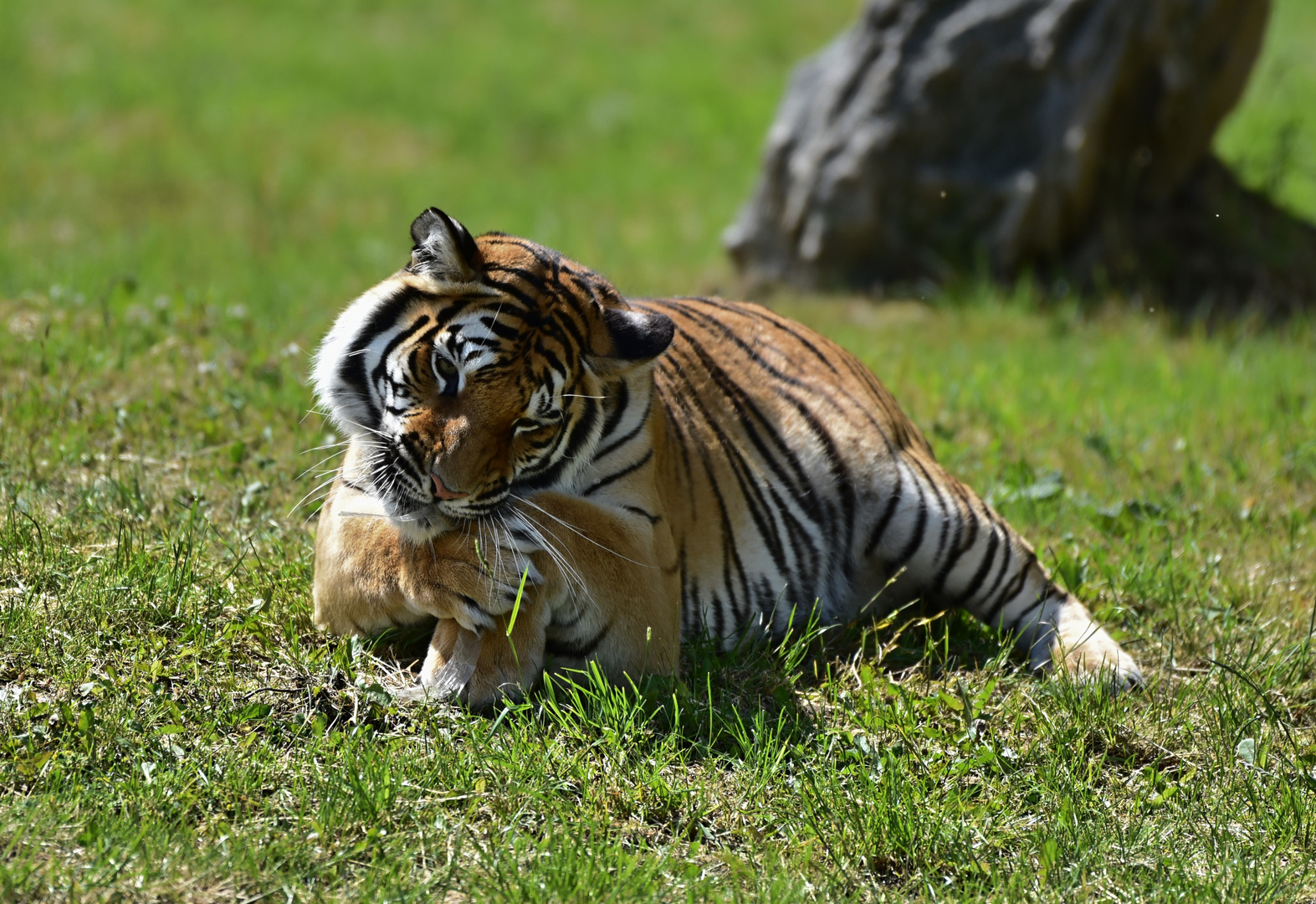 Sibirischer Tiger (Panthera tigris altaica)