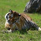 Sibirischer Tiger (Panthera tigris altaica)