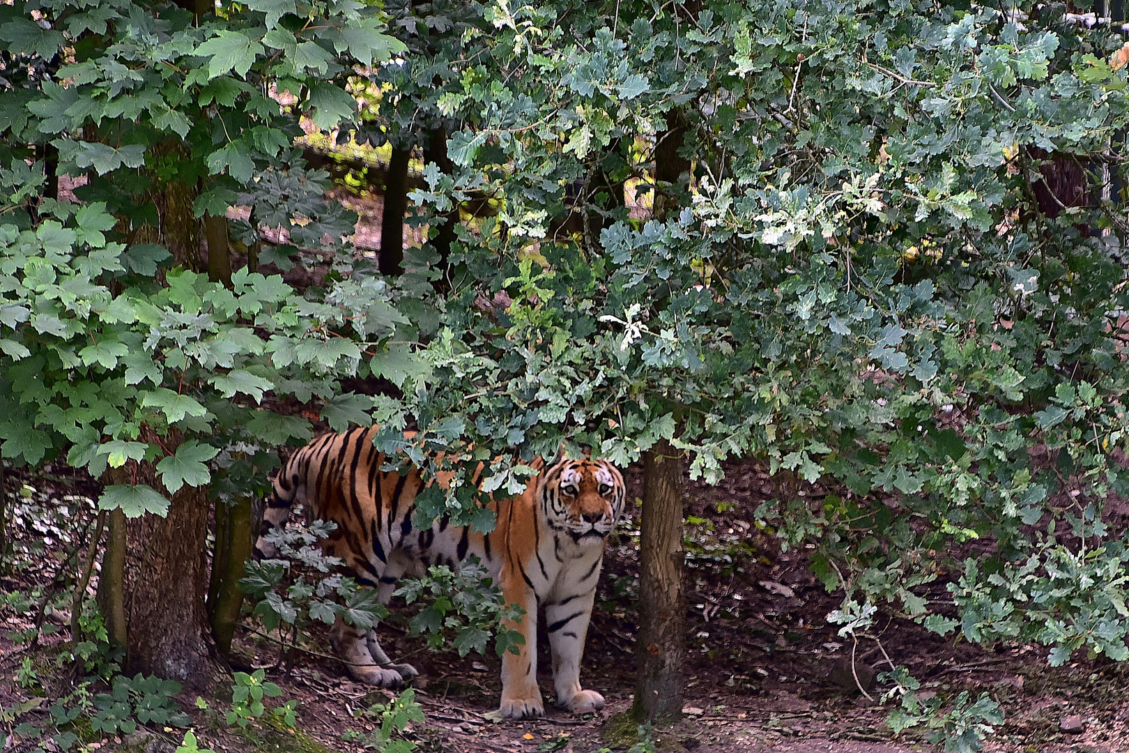 Sibirischer Tiger (Panthera tigris altaica)